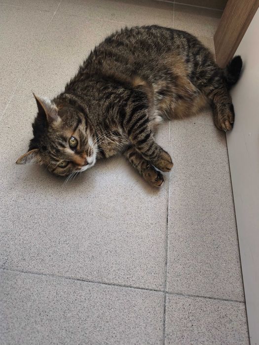 Търси се дом за домашна котка