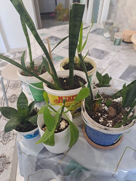 Продам комнатные цветы