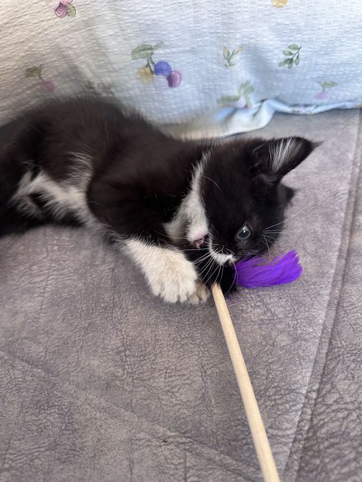 Котенок маленький