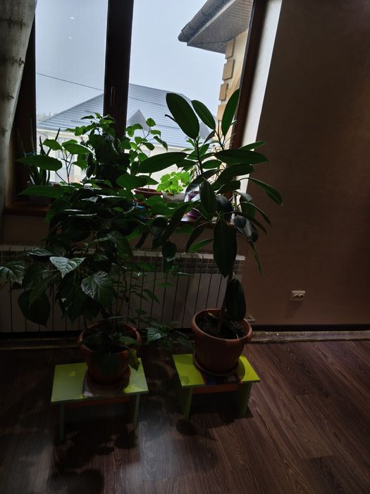 Цветы очень большие дешево