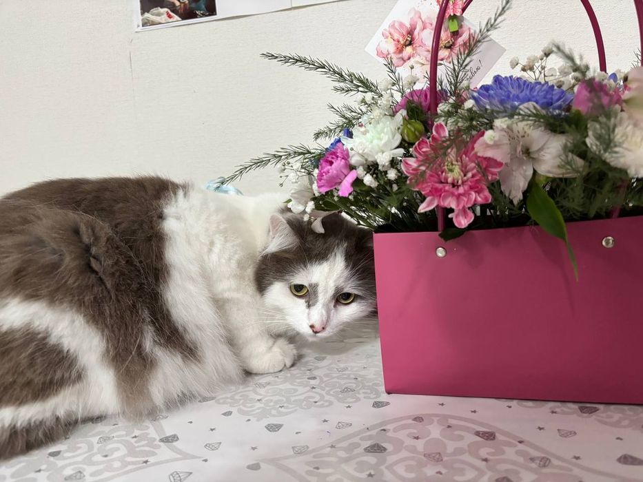 Отдам котика в добрые руки