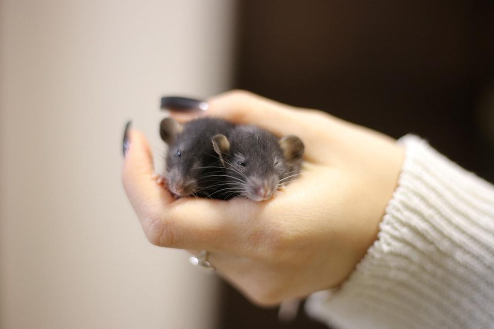 Крысята дамбоухие