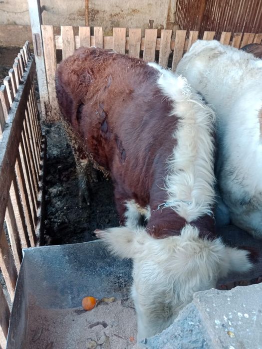 Продам упитанных бычков