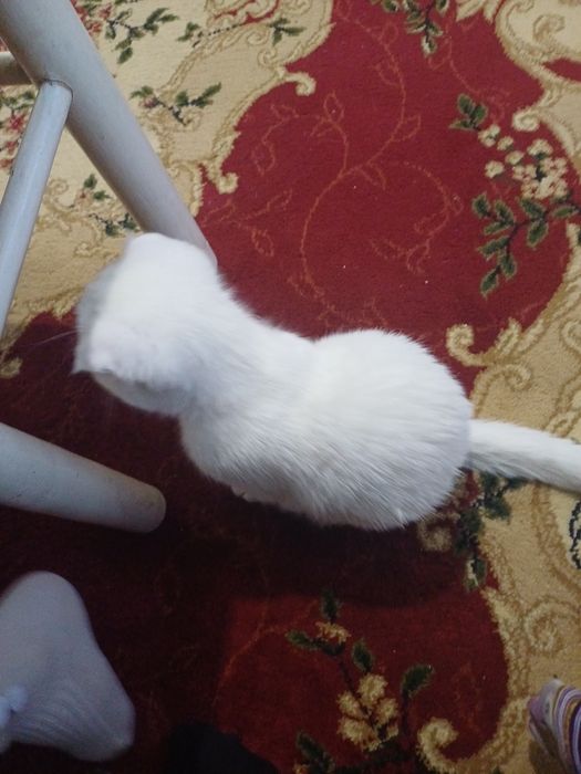 Scotish fold mushuk bolasi 5 oylik