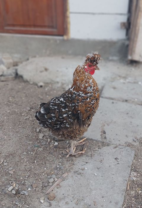 Vând 3 găini sanjak