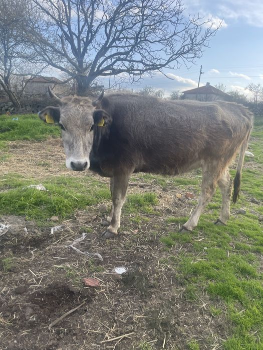 Продавам Крави юници за  курбан