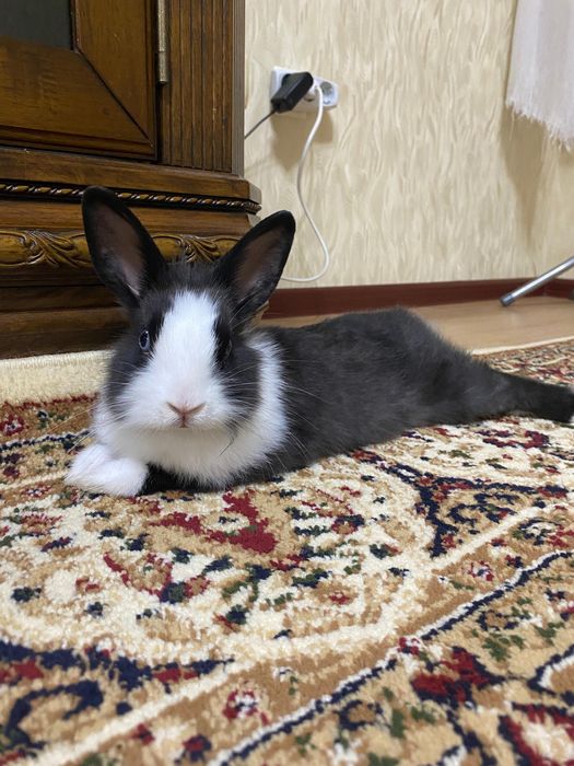 Продам декоративного кролика