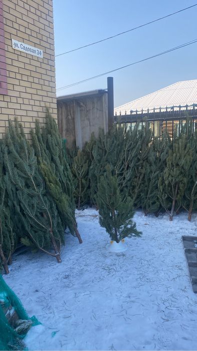 В продаже живые елочки