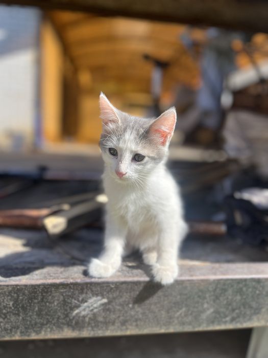 Отдам котят в добрые руки
