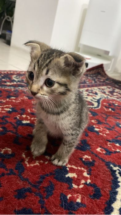 Красивые котята