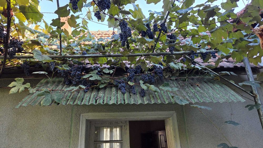 Struguri pentru vin