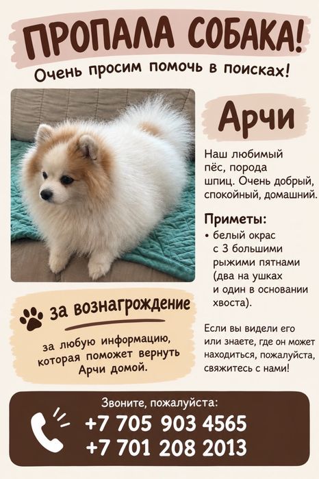 Пропала собака шпиц немецкий.