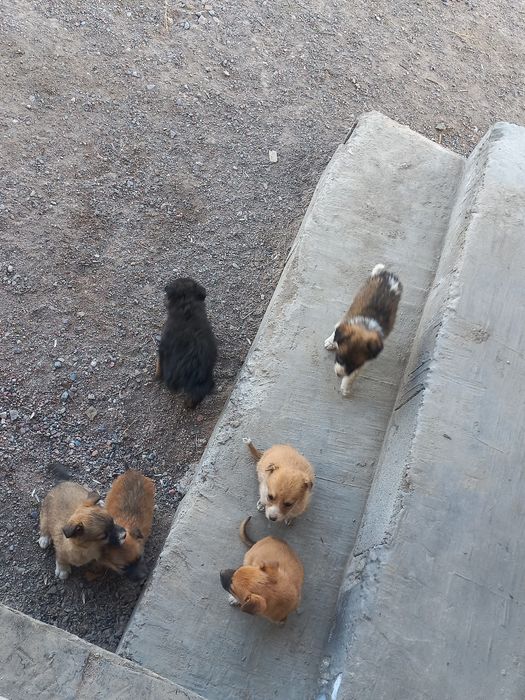 Щенята, щенки, щеночки