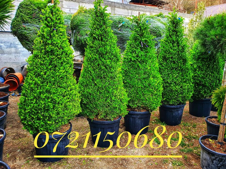 Maslini, palmieri, leandrii, tuia, platani, buxus, spirala, pon pon