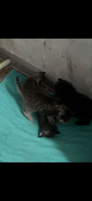 Отдадим котят в добрые, хорошие руки.