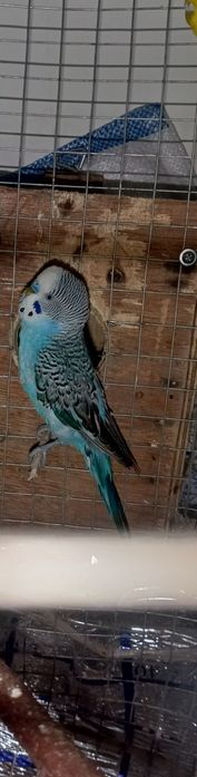 Продаю взрослого волнистого попугая, волнистые попугаи тоти.