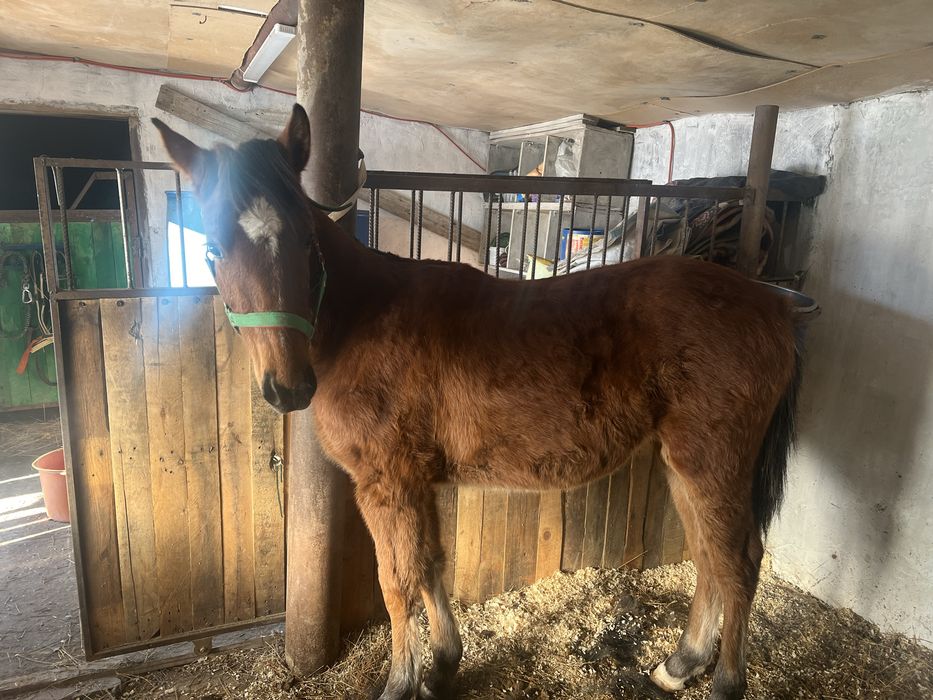 Таза қанды жабағы