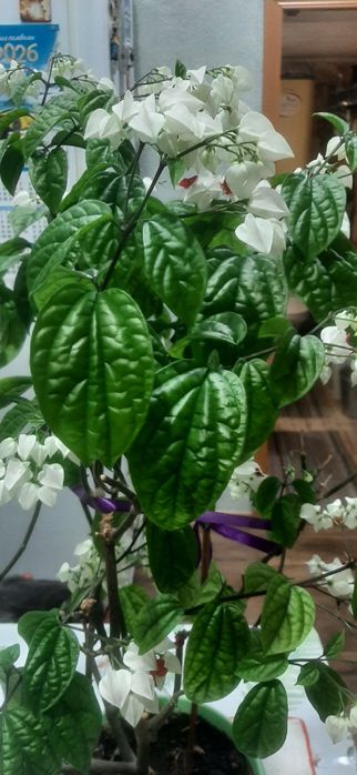 Клеродендрум томсана