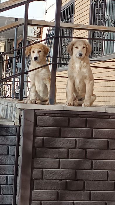 Шикарные  девочки