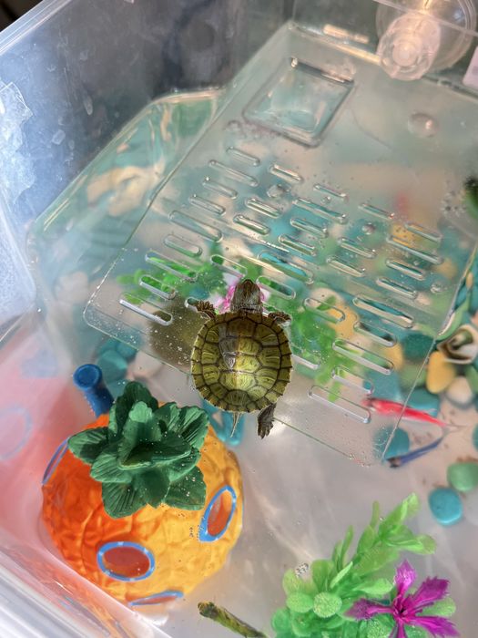 Черепаха красноухая