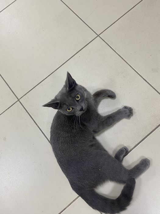 Котенок, месяцев 7-8