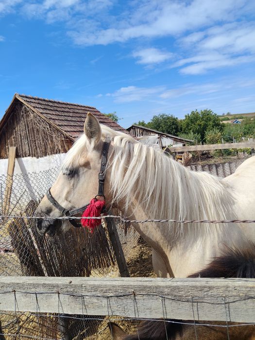 Vand iapa palomino gestanta