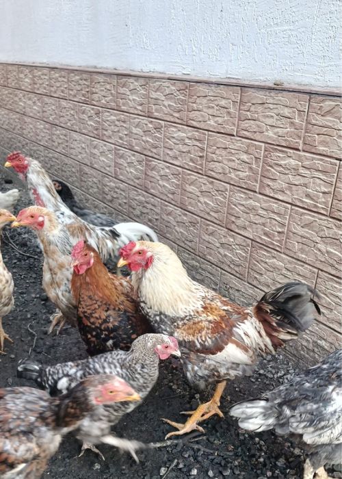 Продам молодых Питухов