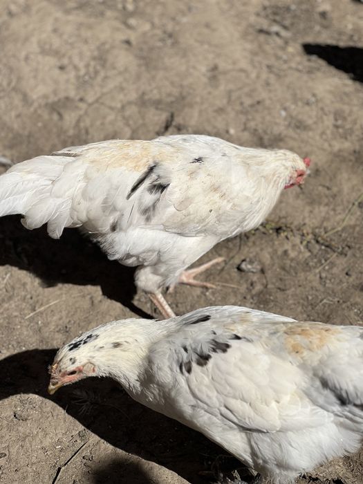 Vand cocosi Australorp