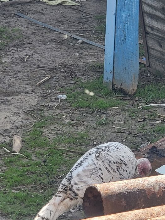 Продаю индюка и индюшек