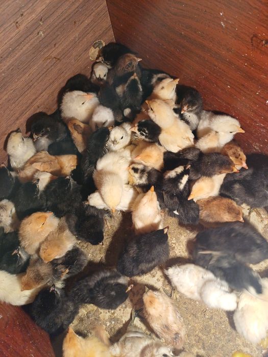 Продается куринные цыплята здоровые домашние..