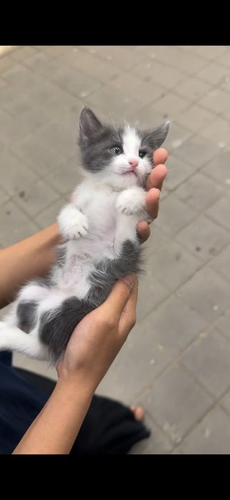 Отдаем кошку хорошему людям