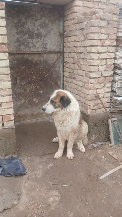 Алабай сатилади парода ит