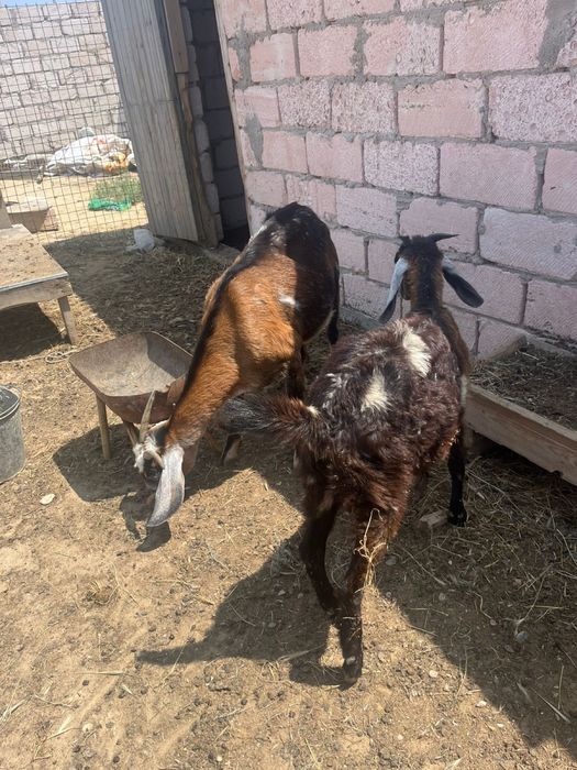 Коза нуни сауын ешки