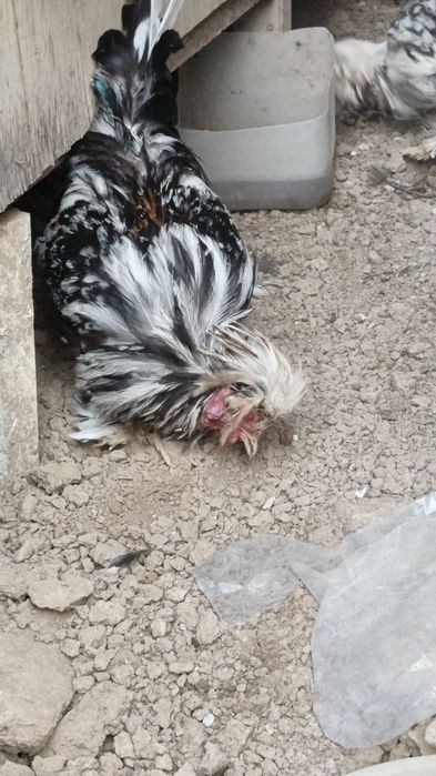 Tovuqla sotiladi narxirini telda gaplawamiz