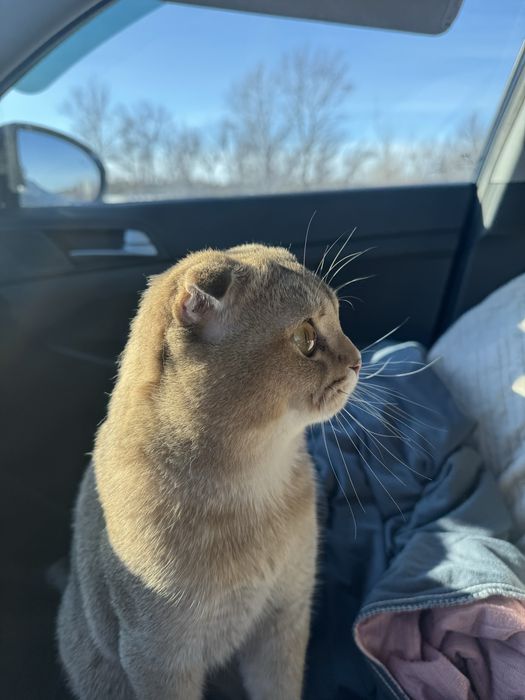 Кот золотистая шиншила