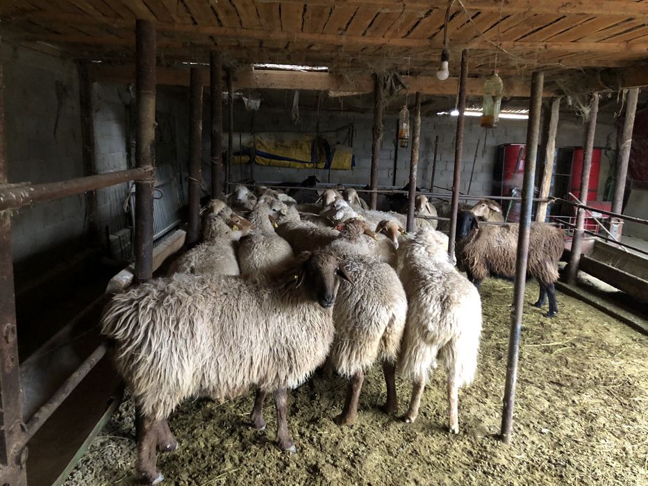 Бараны стояли на откорме