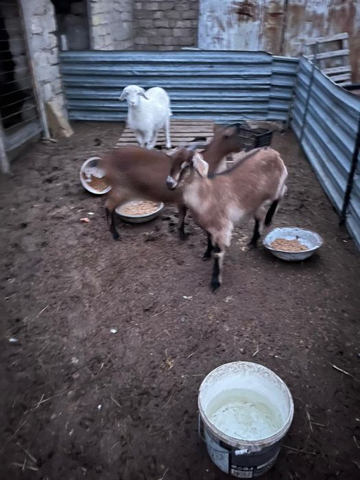 Ешкілер сатылады