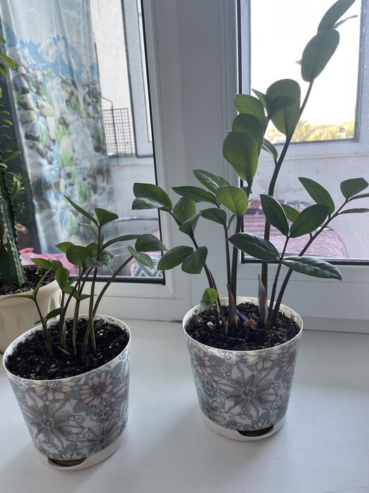 продам цветы