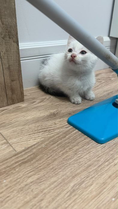 В хорошие руки кошка