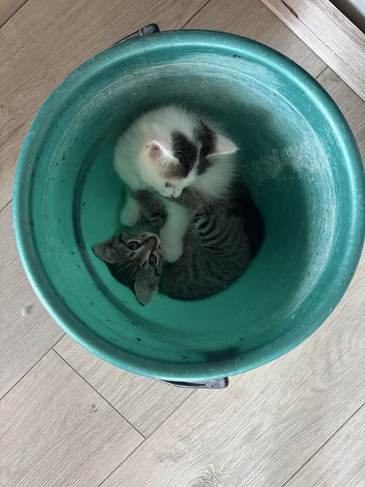 Отдам котят в хорошие рука