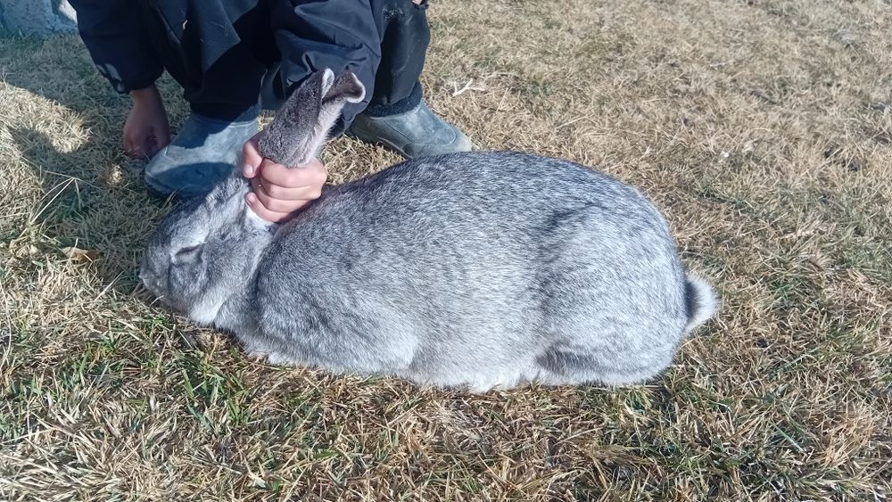 Қояндар сатылады