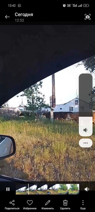 Продам коров дойных