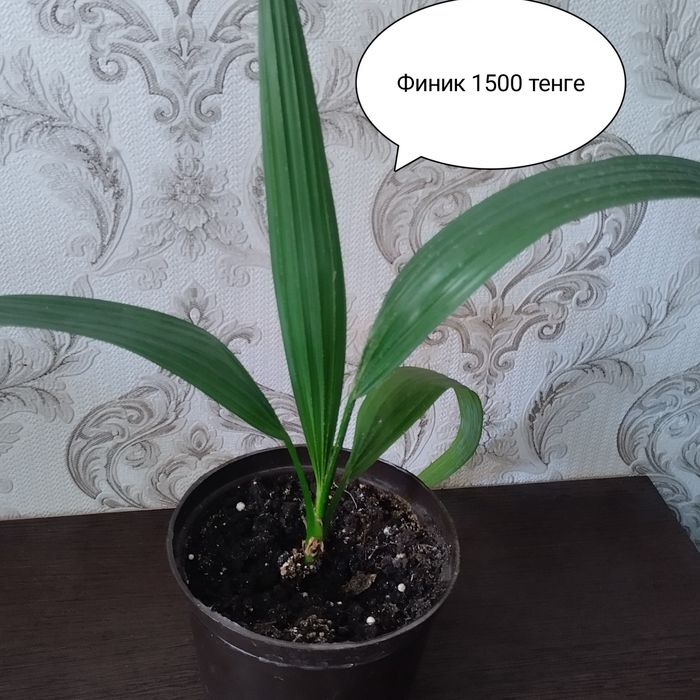 Продам комнатные цветы