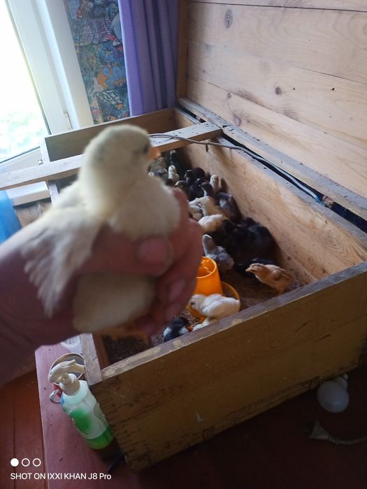 Циплята домашние