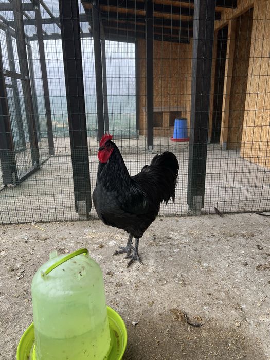Cocoș negru australorp 2025