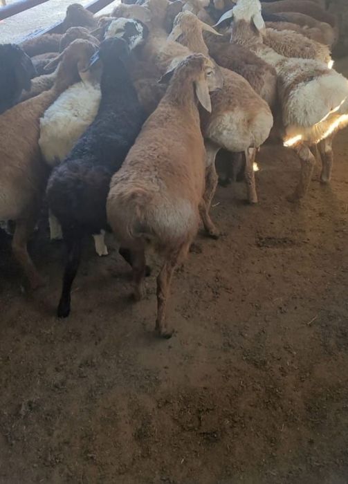 баран продаеца целка