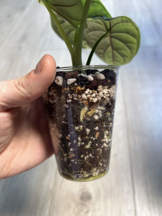 Детки и клубни алоказий