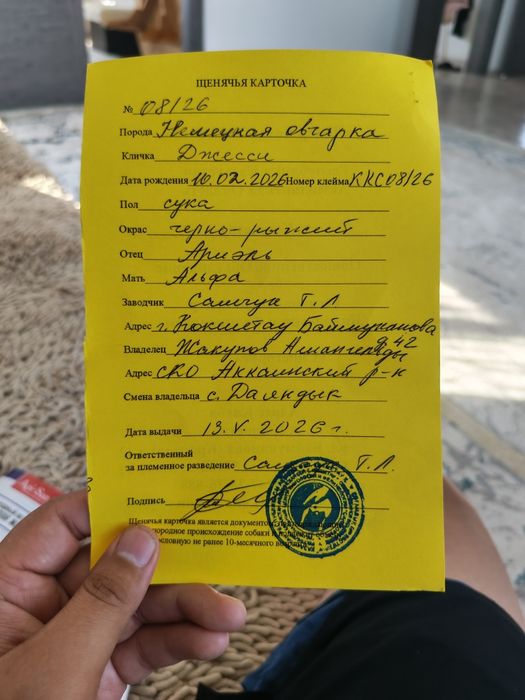Продам щенка овчарки
