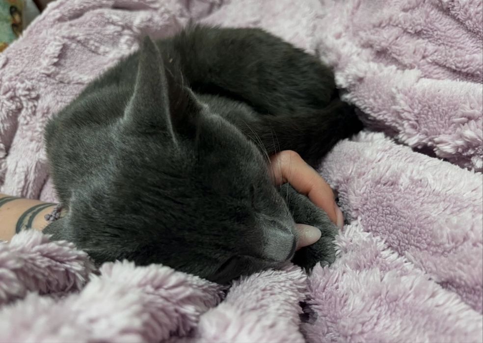Кошка, русская голубая, девочка, 4года