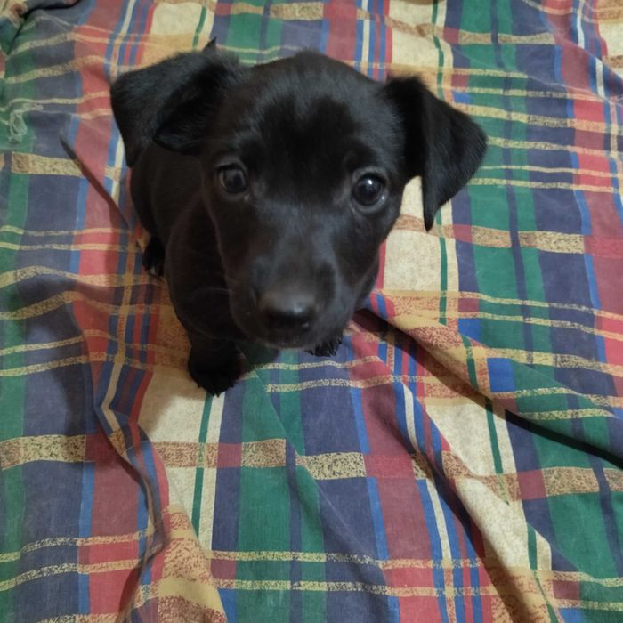 Подарявам кученца, разновидност на патърдейл (chatterdale)